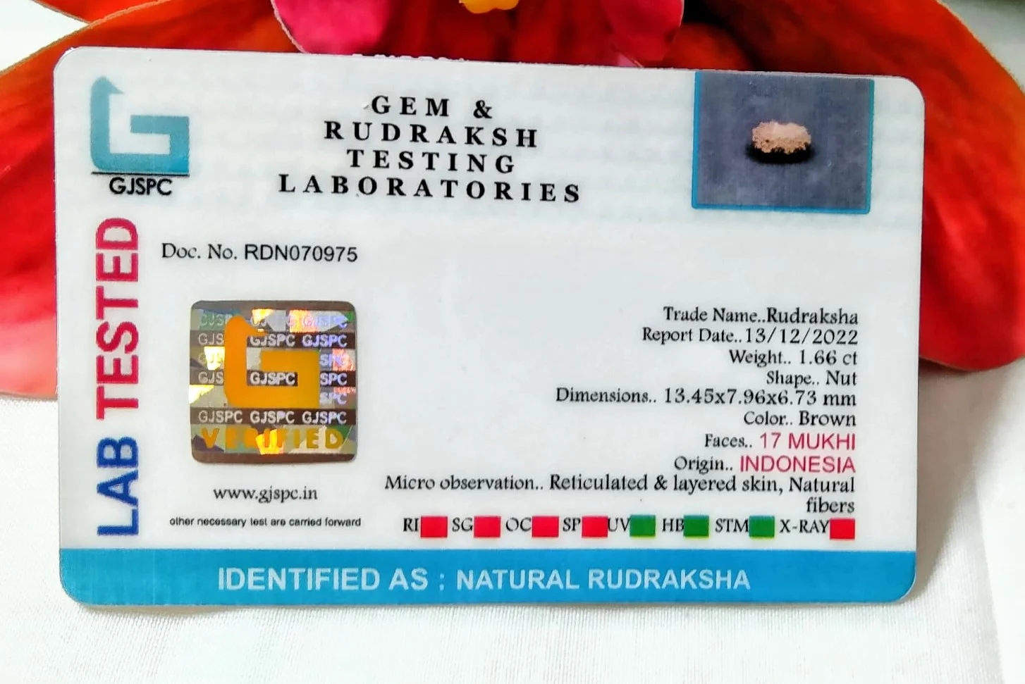 17 Mukhi Certificate