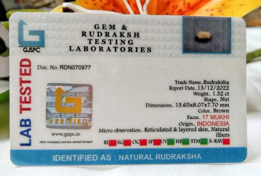 17 Mukhi Certificate