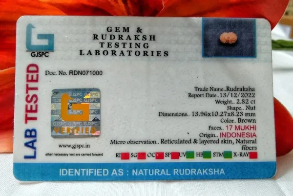 17 Mukhi Certificate