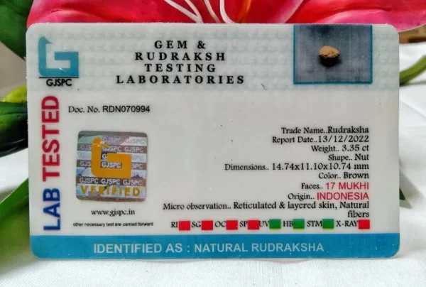 17 Mukhi Certificate