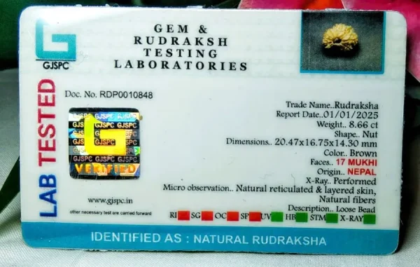 17 Mukhi Certificate