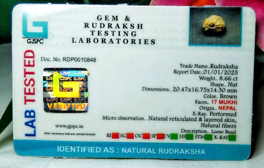 17 Mukhi Certificate
