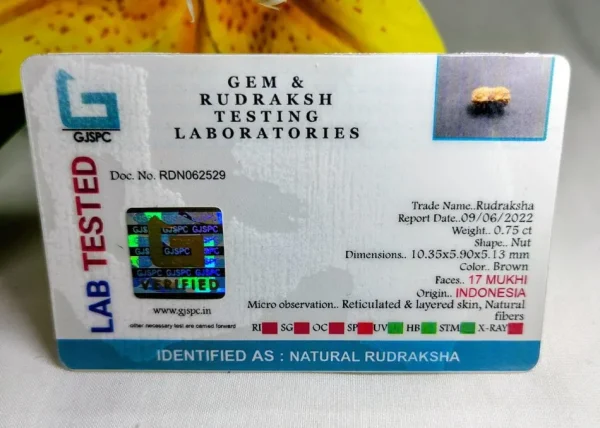17 Mukhi Certificate