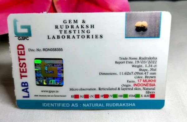 17 Mukhi Certificate