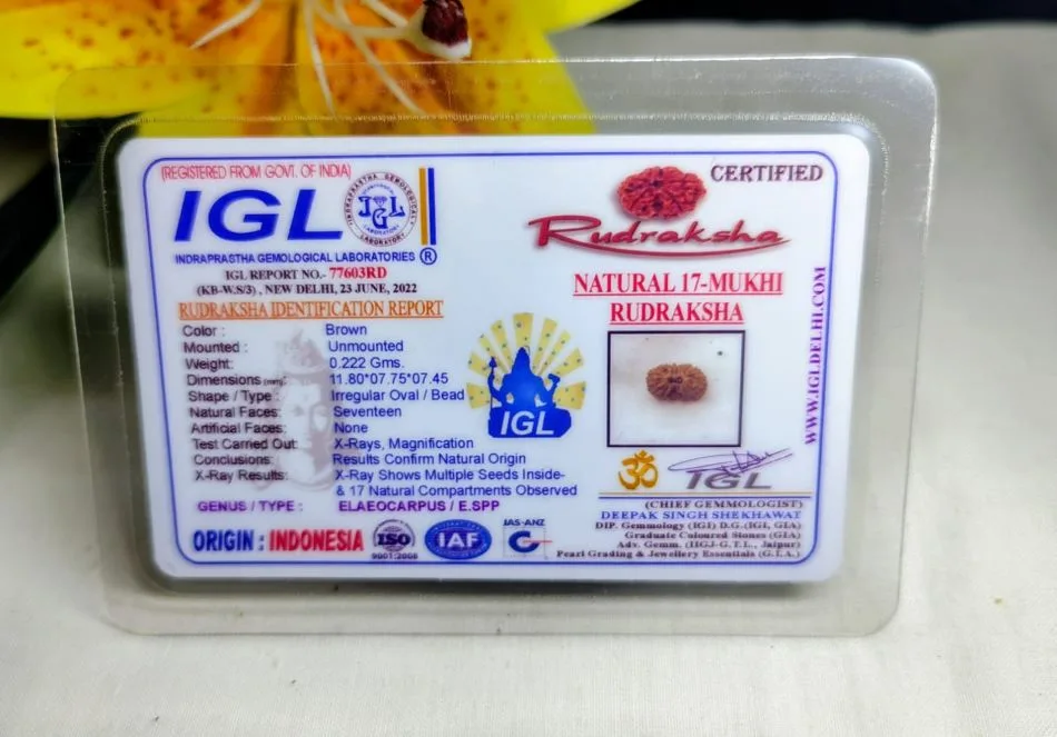 17 Mukhi Certificate