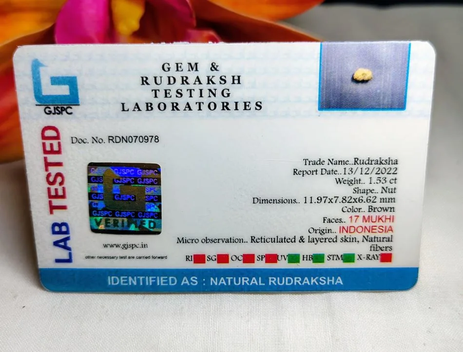17 Mukhi Certificate