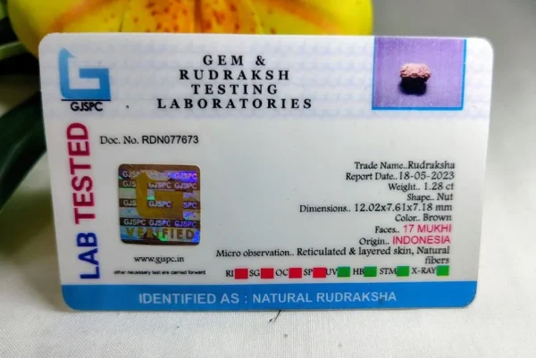 17 Mukhi Certificate