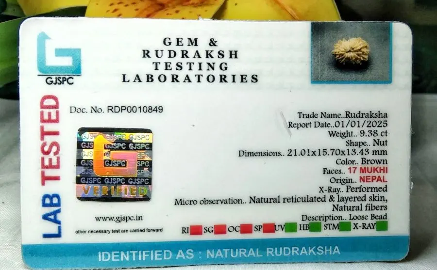 17 Mukhi Certificate