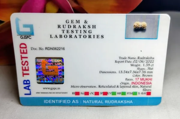 17 Mukhi Certificate