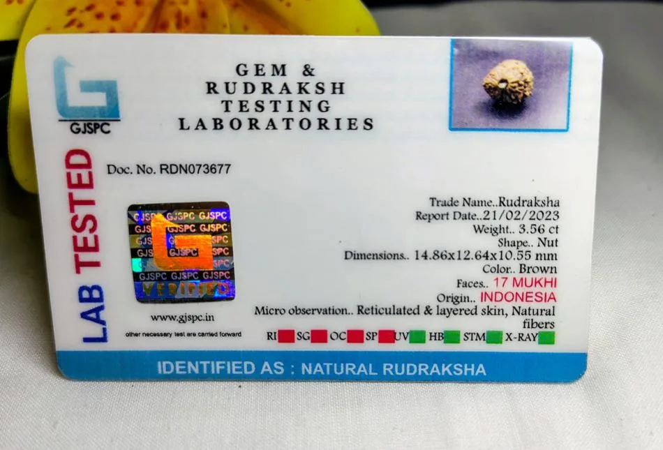 17 Mukhi Certificate