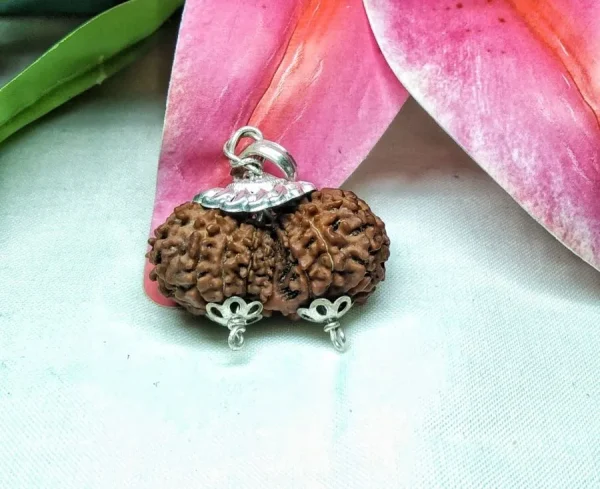 17 Mukhi Gaurishankar Rudraksha