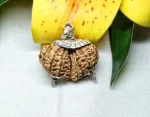 17 Mukhi Gaurishankar Rudraksha