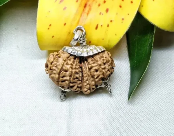 17 Mukhi Gaurishankar Rudraksha