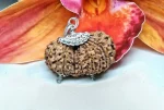 17 Mukhi Gaurishankar Rudraksha