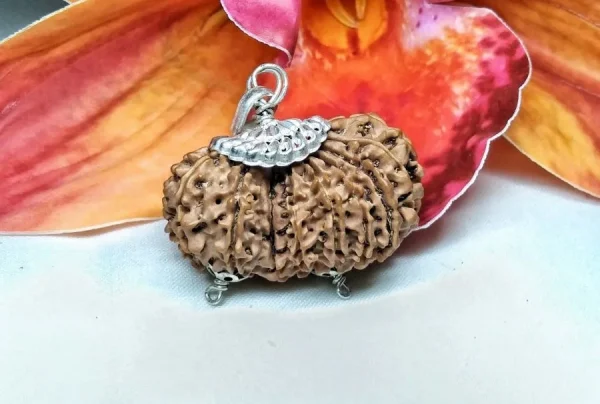 17 Mukhi Gaurishankar Rudraksha
