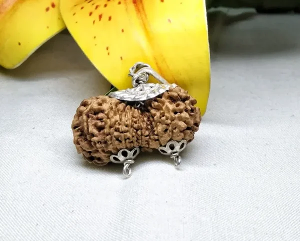 17 Mukhi Gaurishankar Rudraksha
