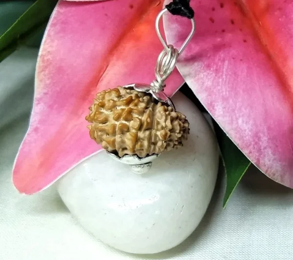 17 Mukhi Rudraksha