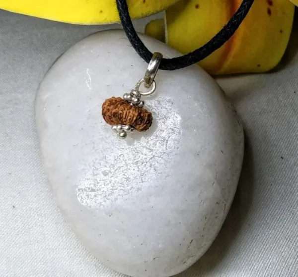 17 Mukhi Rudraksha