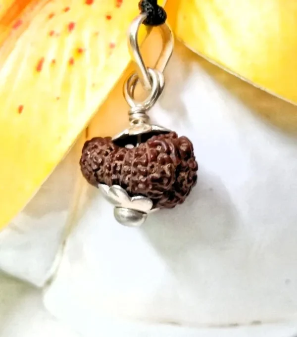 17 Mukhi Rudraksha