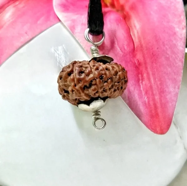 17 Mukhi Rudraksha