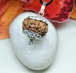 17 Mukhi Rudraksha