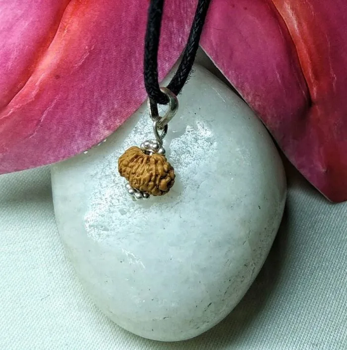 17 Mukhi Rudraksha