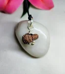 17 Mukhi Rudraksha