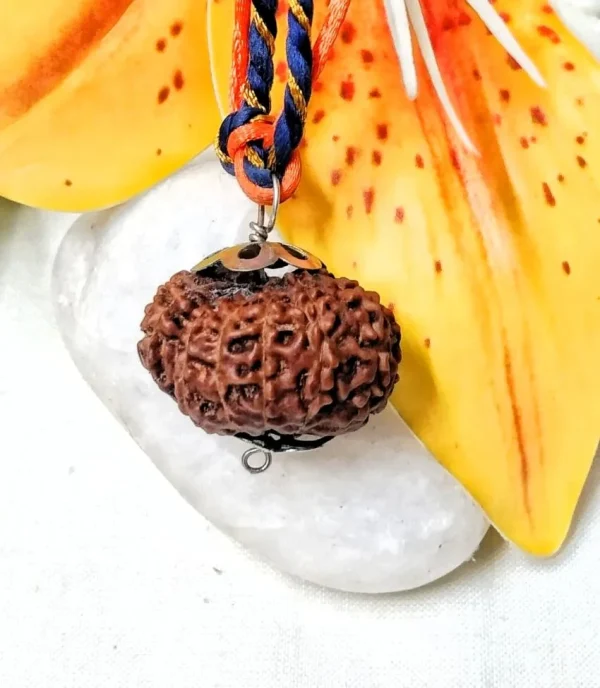 17 Mukhi Rudraksha