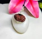 17 Mukhi Rudraksha