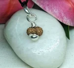 17 Mukhi Rudraksha