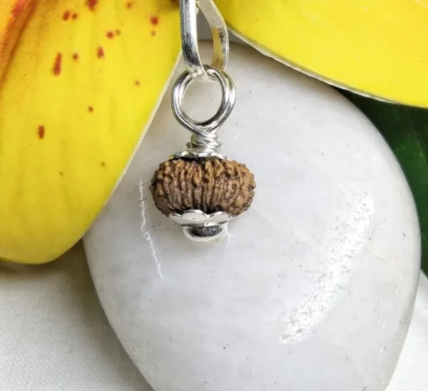17 Mukhi Rudraksha