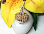 17 Mukhi Rudraksha