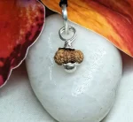 17 Mukhi Rudraksha