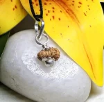 17 Mukhi Rudraksha