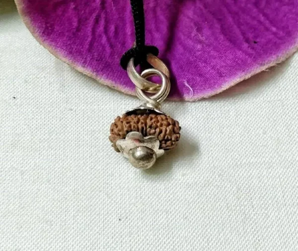 17 Mukhi Rudraksha