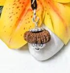 17 Mukhi Rudraksha