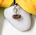 17 Mukhi Rudraksha