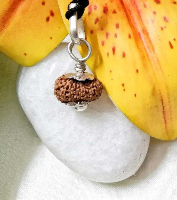17 Mukhi Rudraksha