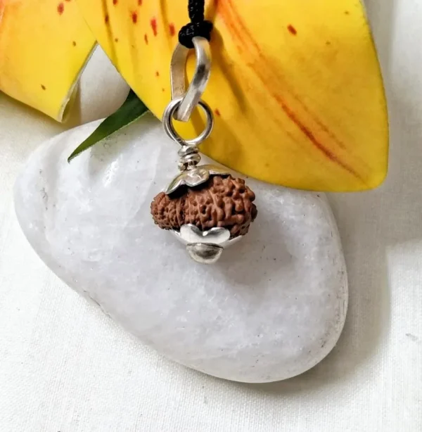 17 Mukhi Rudraksha