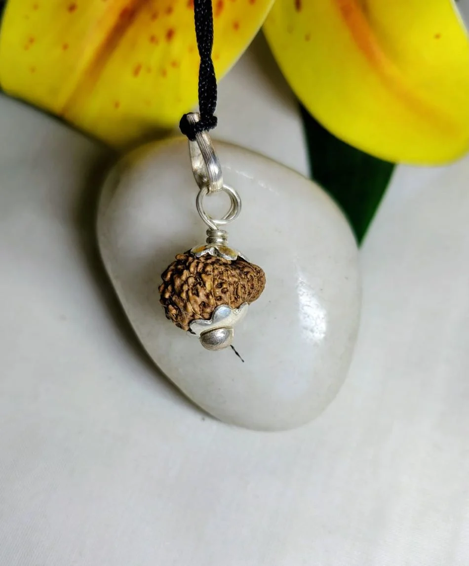 17 Mukhi Rudraksha
