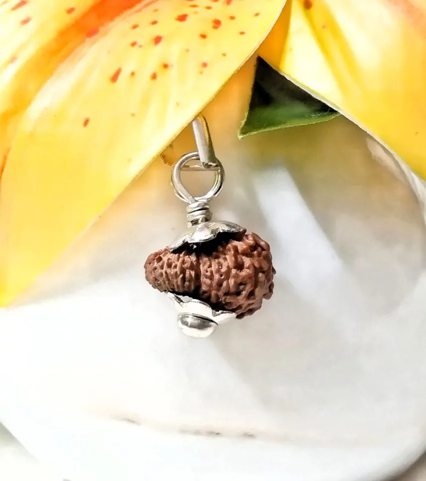 17 Mukhi Rudraksha