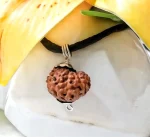 17 Mukhi Rudraksha