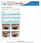 17 Mukhi Certificate