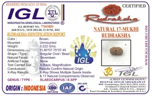 17 Mukhi Certificate