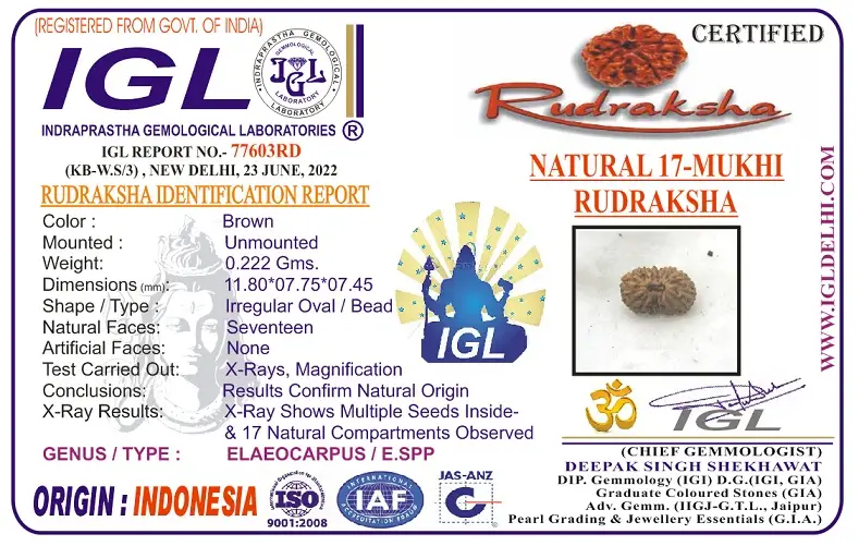 17 Mukhi Certificate
