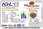 17 Mukhi Certificate