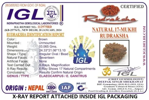 17 Mukhi Certificate