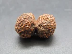 17 Mukhi Gaurishankar