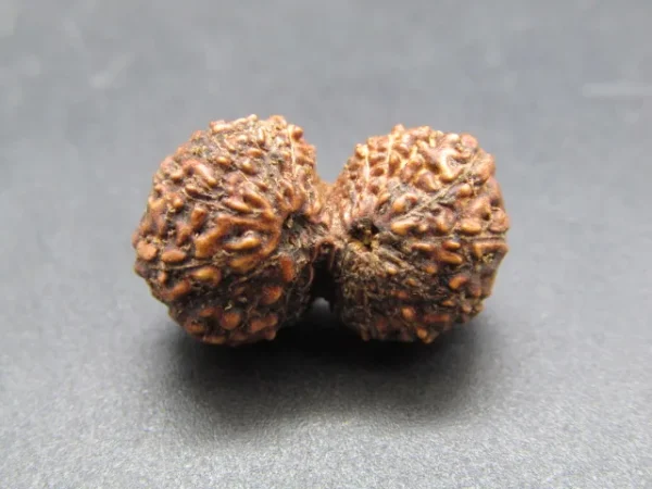 17 Mukhi Gaurishankar