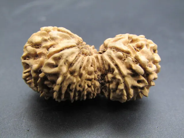 17 Mukhi Gaurishankar Rudraksha